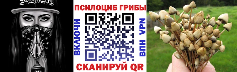 Купить закладки  Куровское  Псилоцибиновые грибы мицелий 